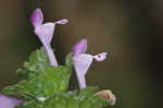 Henbit